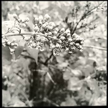 Lilacs and Raindrops in Black and White